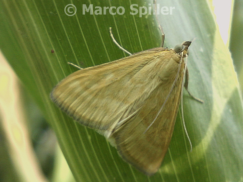 Falena da identificare